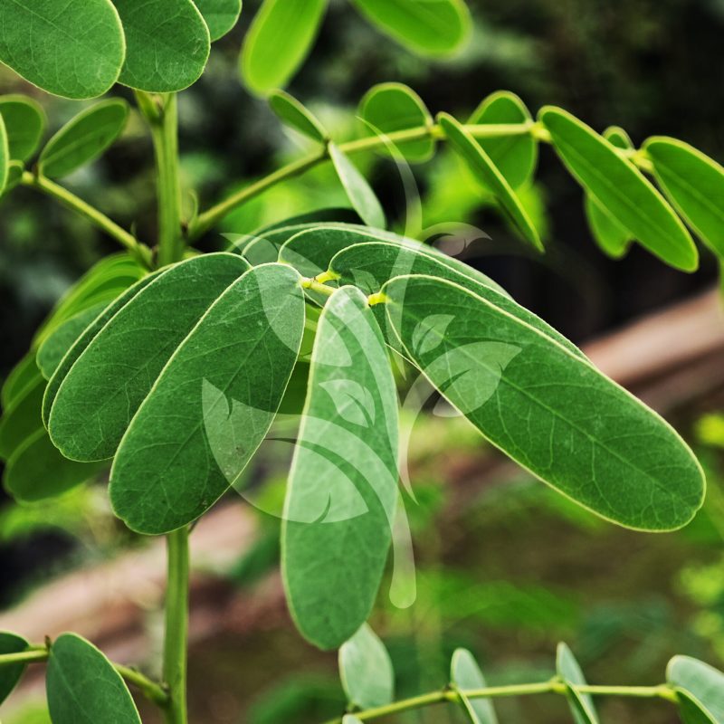 IMG_20240830_090408 copia