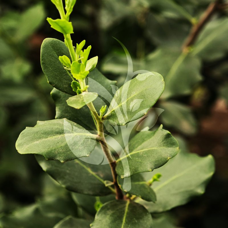 IMG_20240830_090450 copia