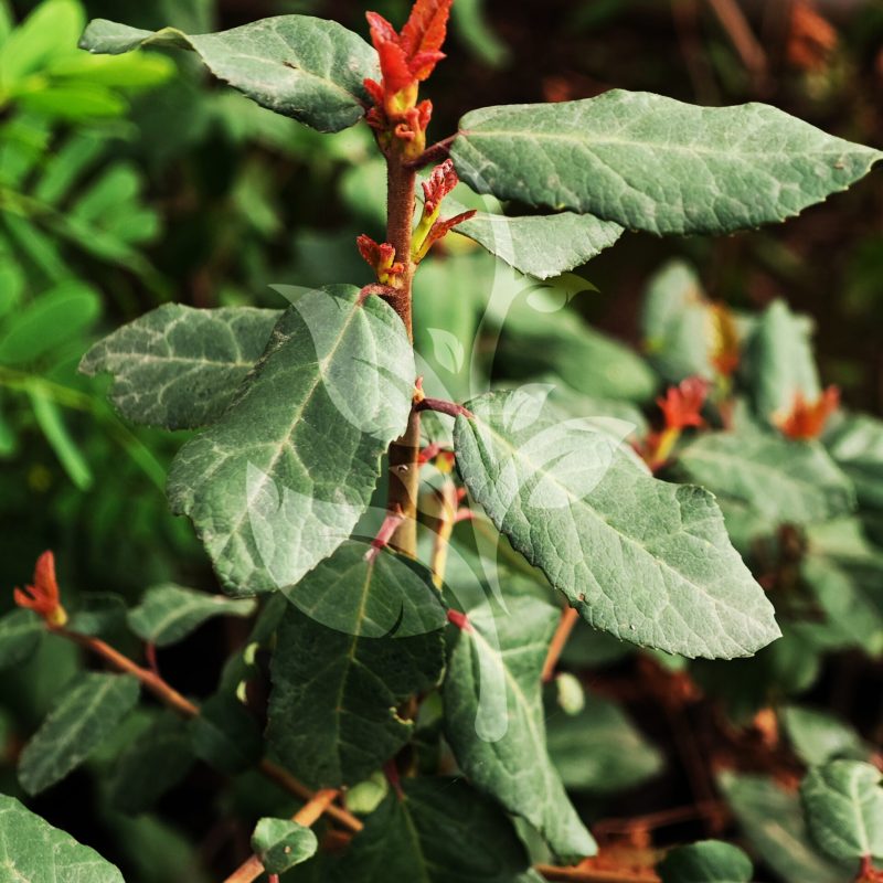 IMG_20240830_090528 copia