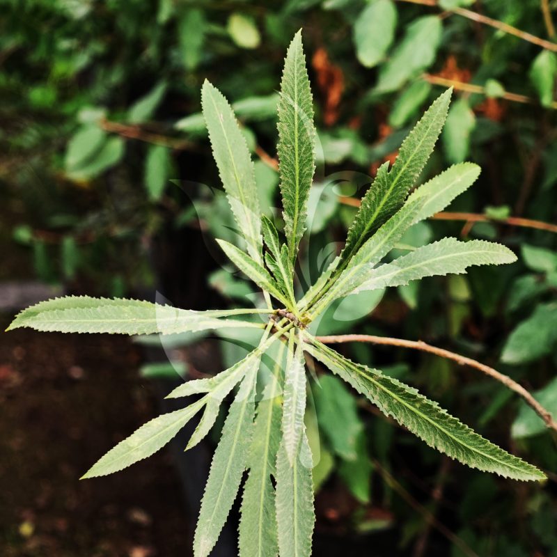 IMG_20240830_090553 copia