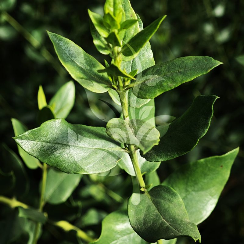 IMG_20240830_090610 copia