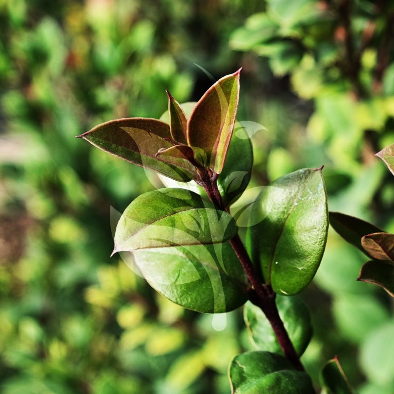 IMG_20240830_090623 copia