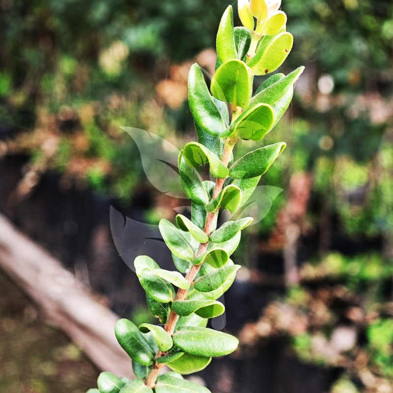 IMG_20240830_090716 copia