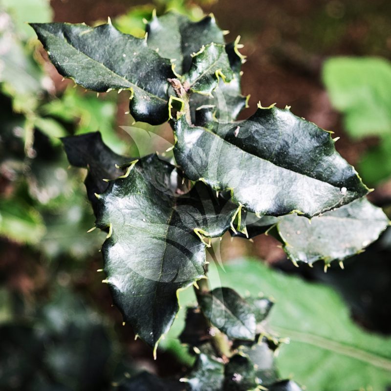 IMG_20240830_090815 copia