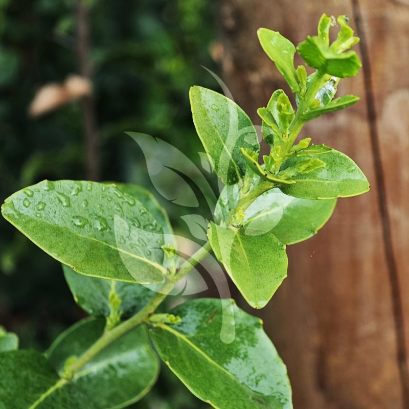 IMG_20240830_091156 copia