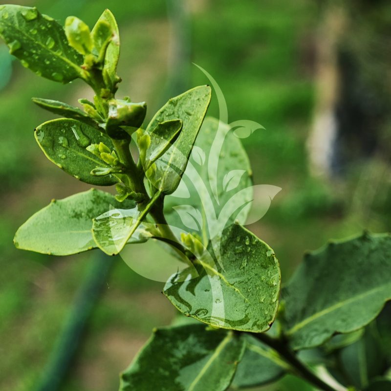 IMG_20240830_091207 copia