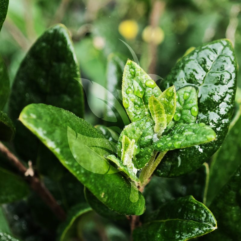 IMG_20240830_091335 copia