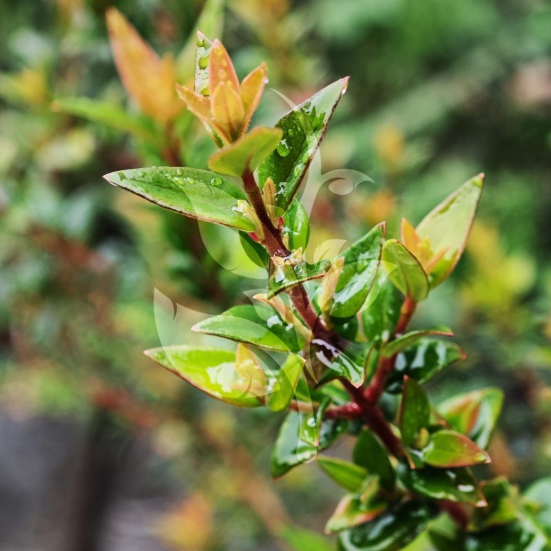 IMG_20240830_091354 copia