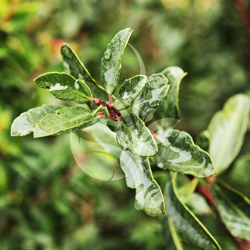 IMG_20240830_091433 copia