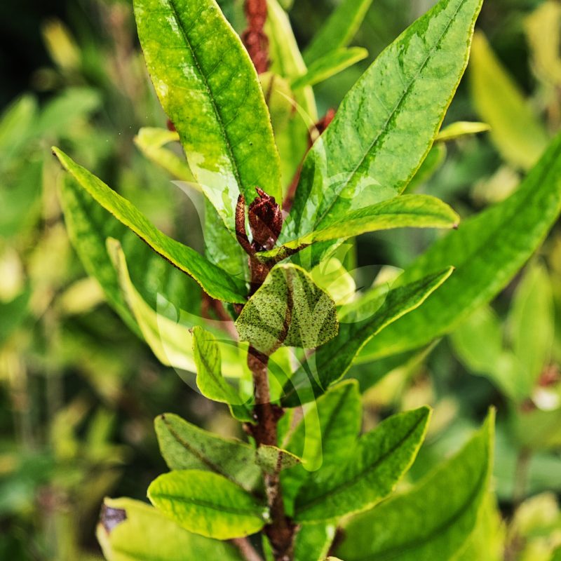 IMG_20240830_091505 copia