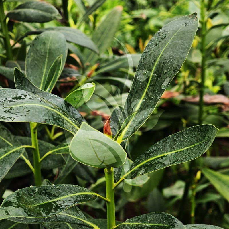 IMG_20240830_091552 copia