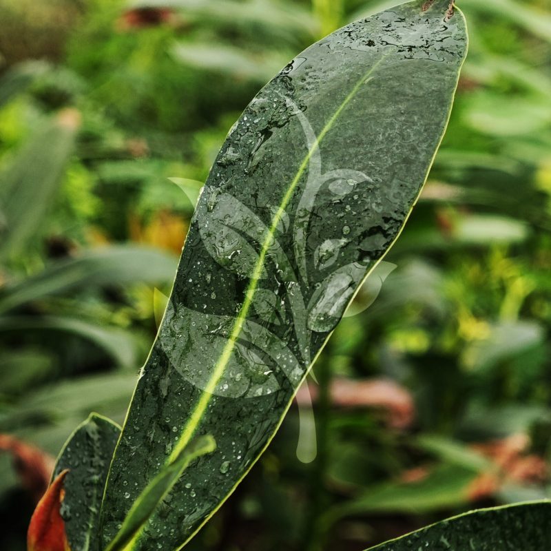 IMG_20240830_091559 copia