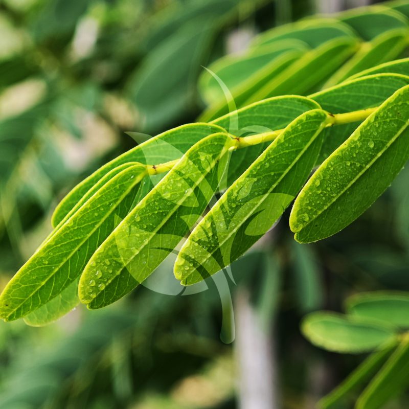 IMG_20240830_091641 copia