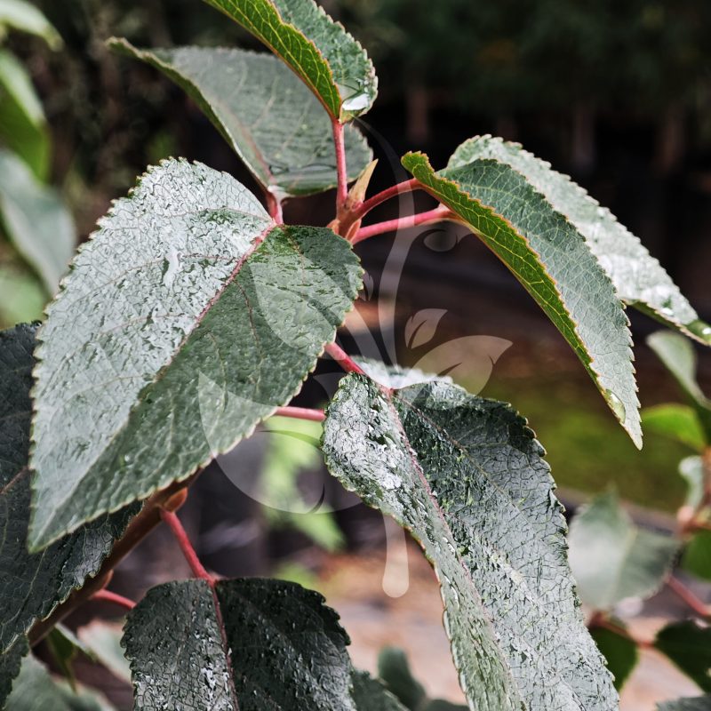 IMG_20240830_091752 copia