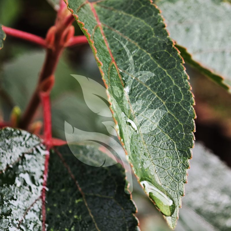 IMG_20240830_091804 copia