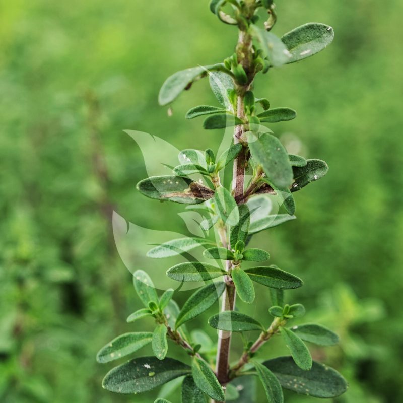 IMG_20240830_094705 copia