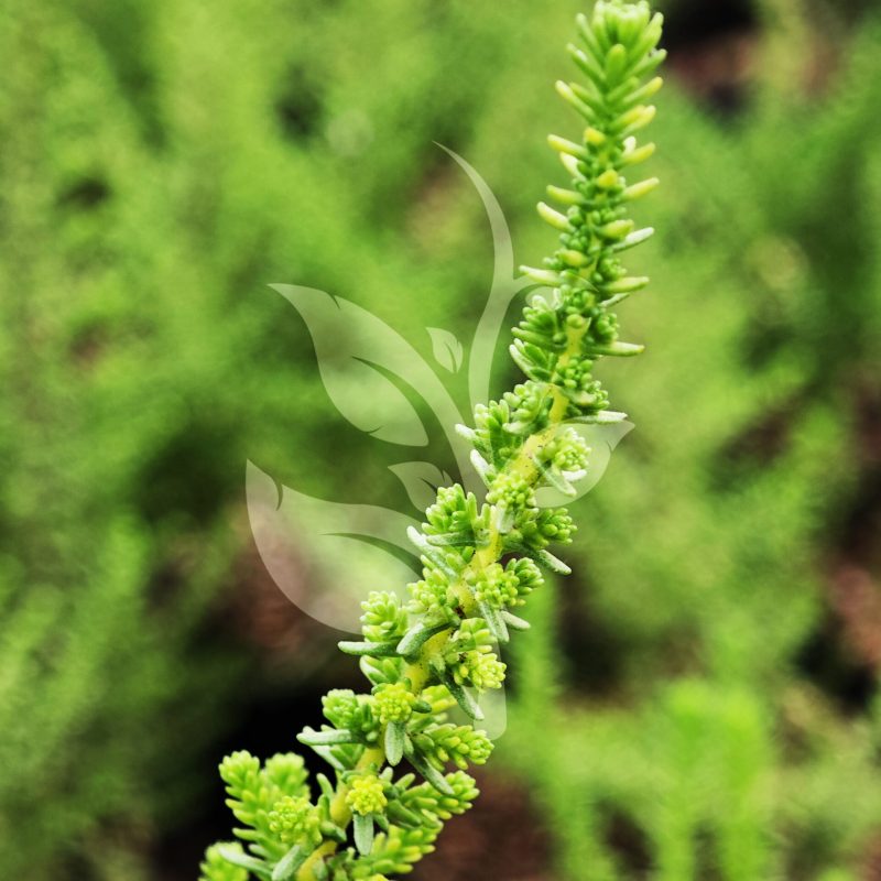 IMG_20240830_094812 copia