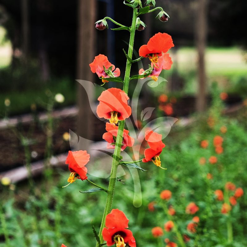 IMG_20240830_094952 copia