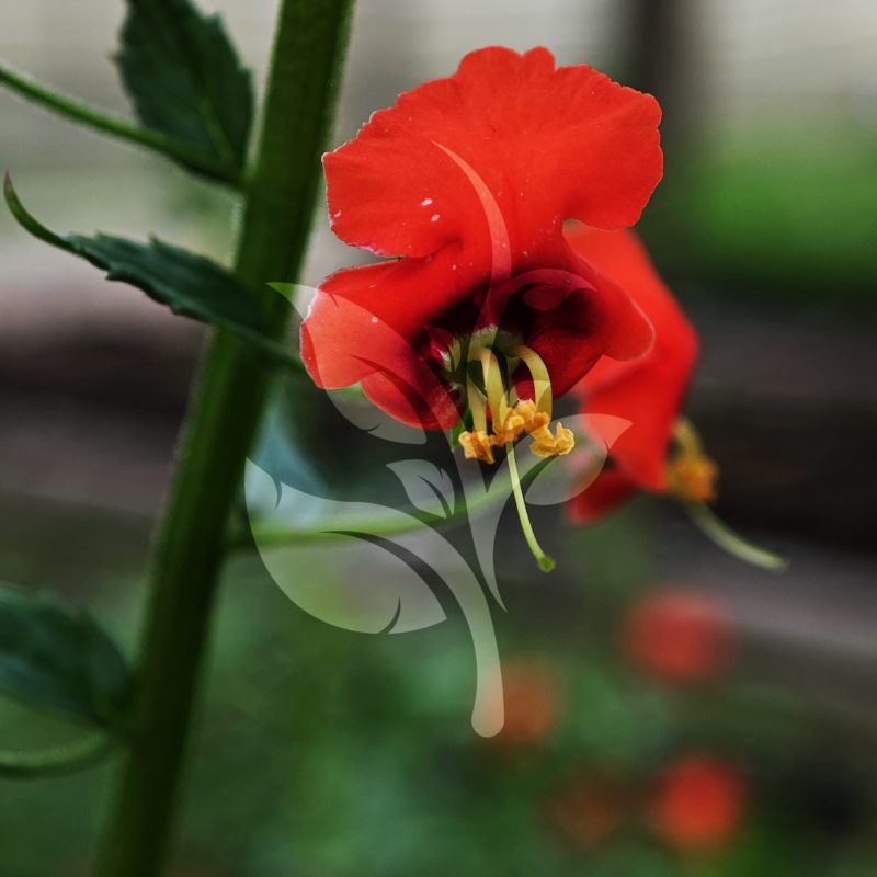 IMG_20240830_095001 copia