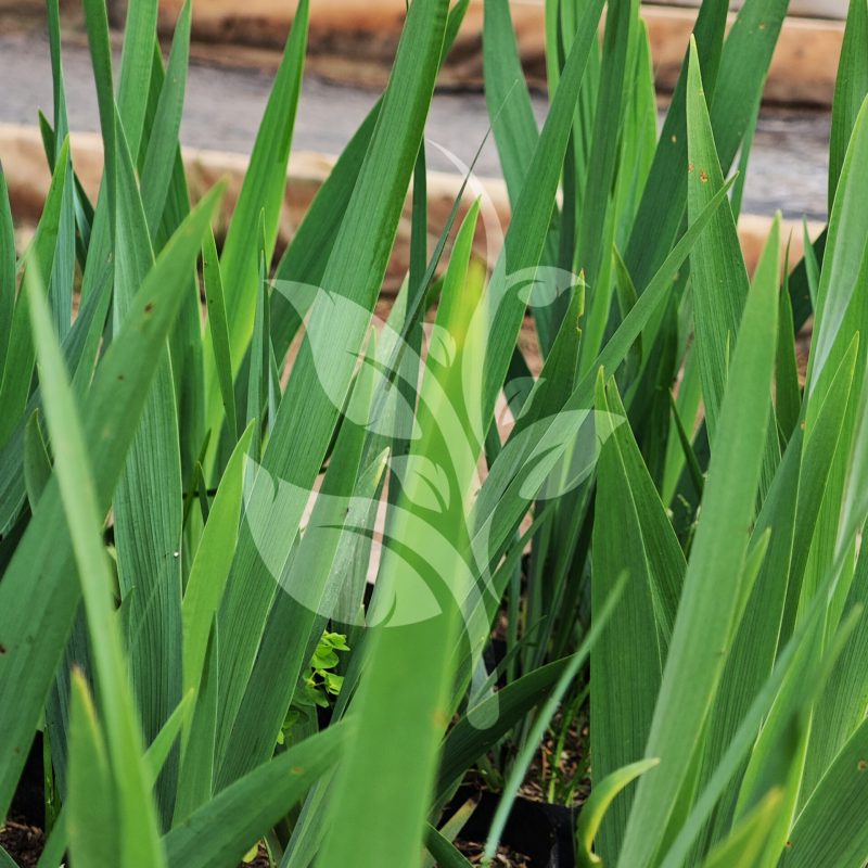 IMG_20240830_095049 copia