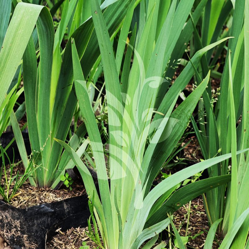 IMG_20240830_095054 copia