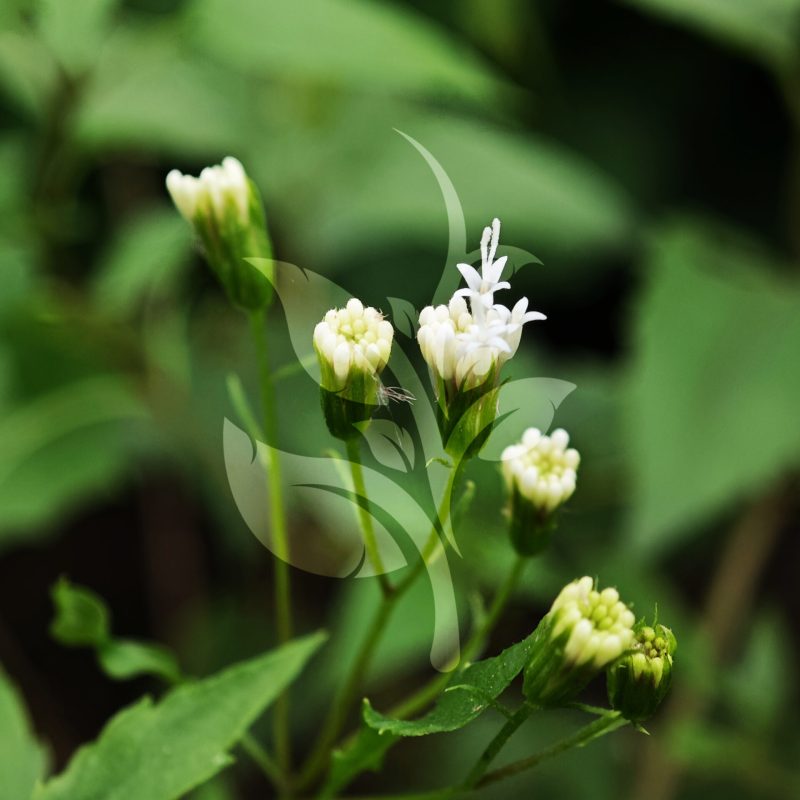 IMG_20240830_095152 copia