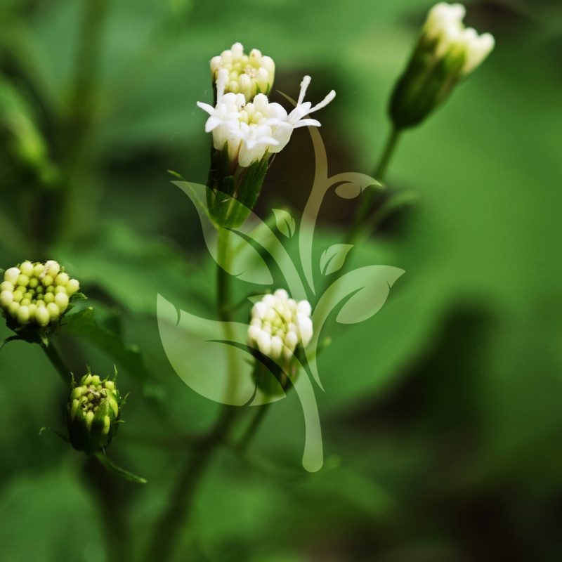 IMG_20240830_095158 copia