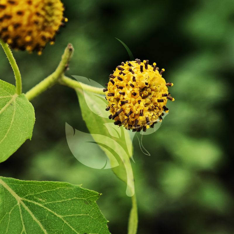 IMG_20240830_095234 copia