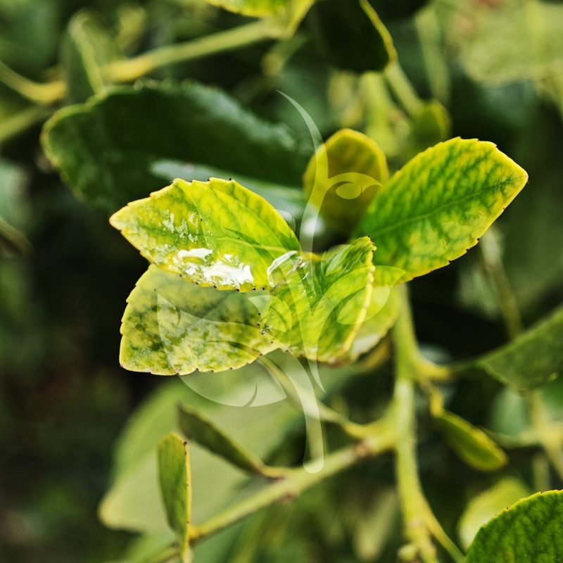 IMG_20240830_095338 copia