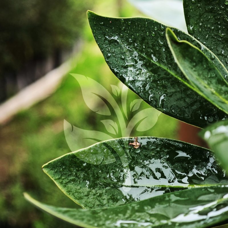 IMG_20240830_095520 copia