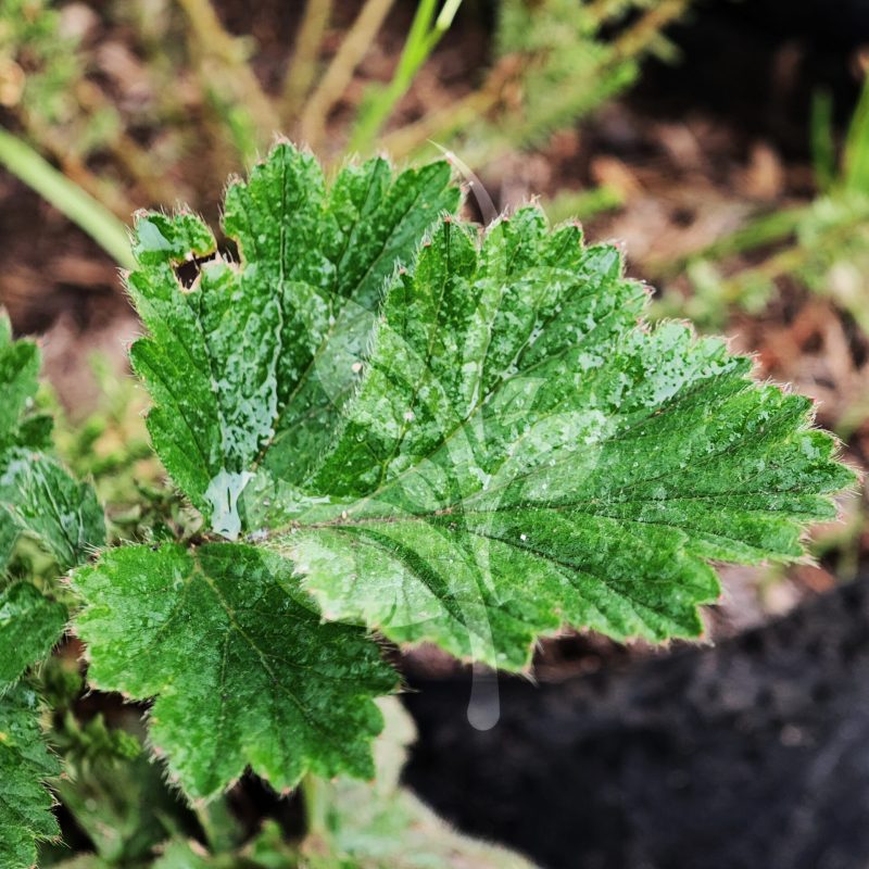 IMG_20240830_095750 copia