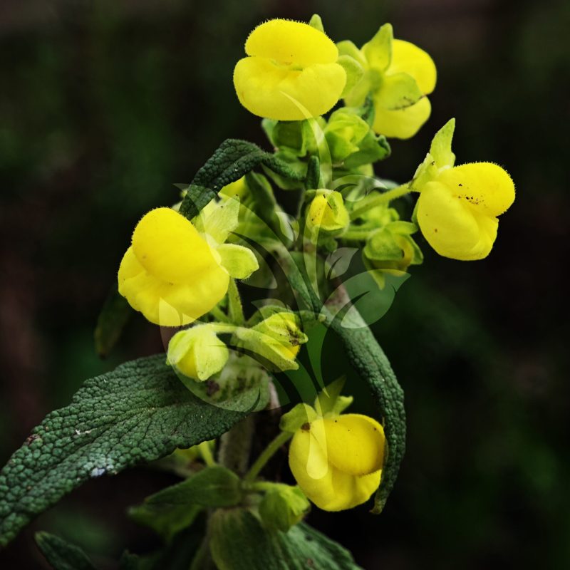 IMG_20240830_095929 copia