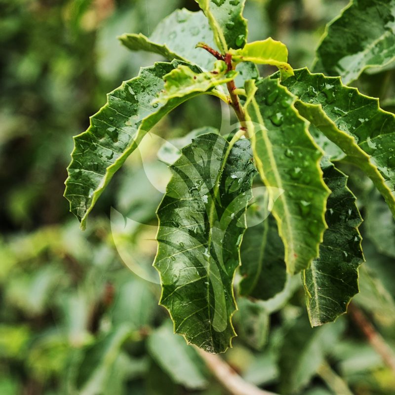 IMG_20240830_100309 copia