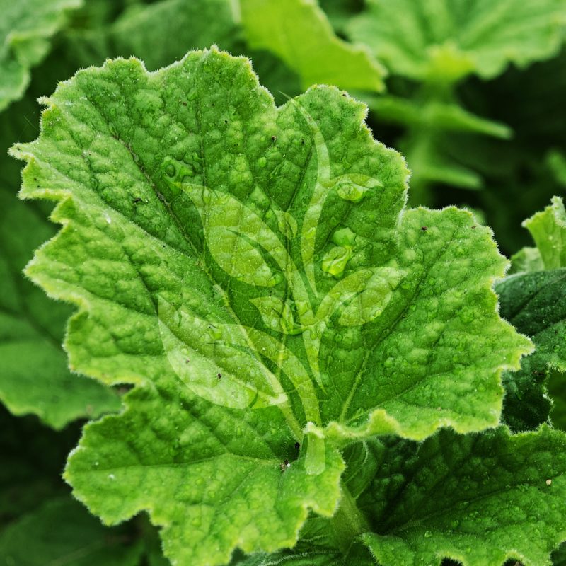 IMG_20240830_100356 copia