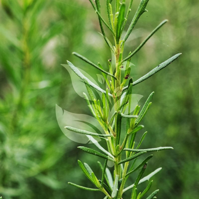 IMG_20240830_100414 copia